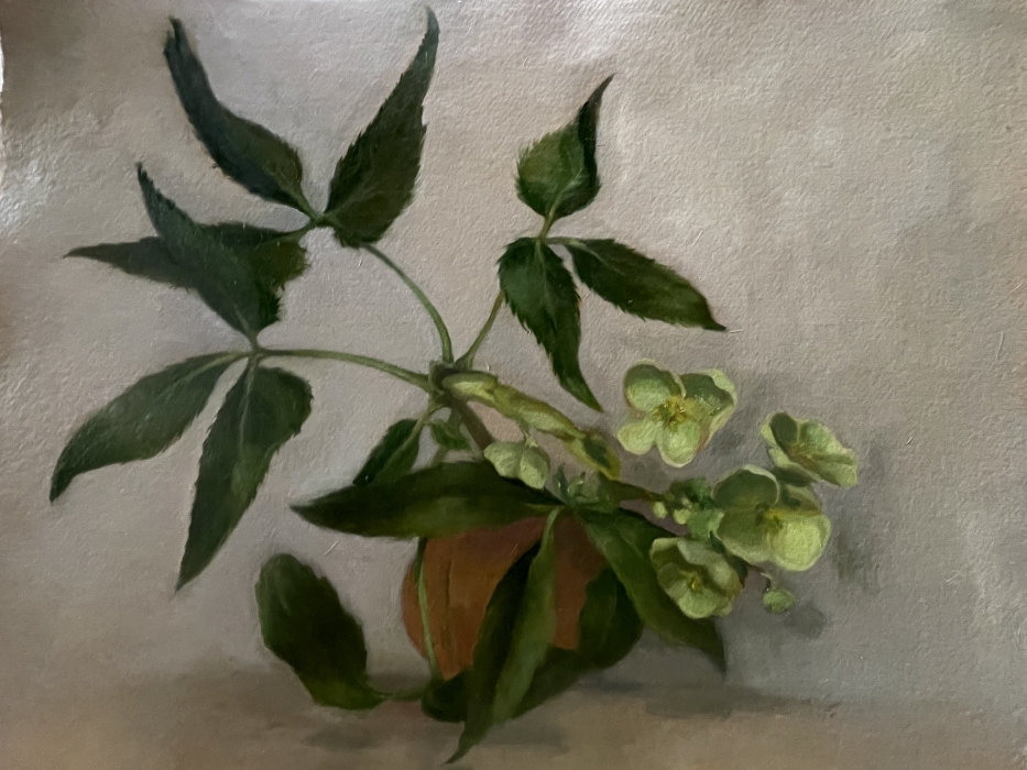 untitled plant